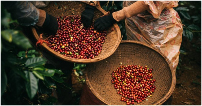 Cà phê tại Việt Nam