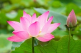 rộng lượng nhường nhịn