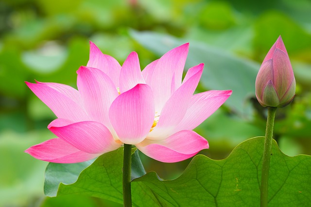 Rộng lượng nhường nhịn hóa giải mối can qua