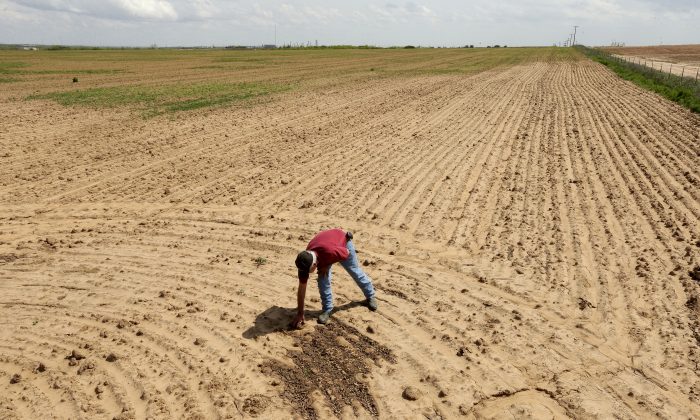 Một người đang xem xét đất đai ở Snyder, Texas, hôm 22/04/2022. (Ảnh: Charlie Riedel/AP Photo)