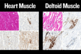 (Ảnh: petermcculloughmd.substack.com)