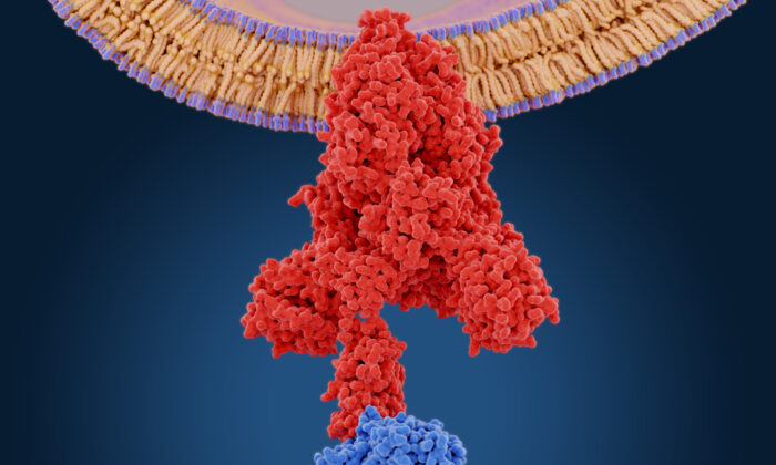 Protein gai của coronavirus (màu đỏ) là yếu tố trung gian giúp virus xâm nhập vào tế bào chủ. Protein có thể gắn với angiotensin converting enzyme 2 (màu xanh) và hợp nhất virus với màng tế bào. (Ảnh: Juan Gaertner/Shutterstock)