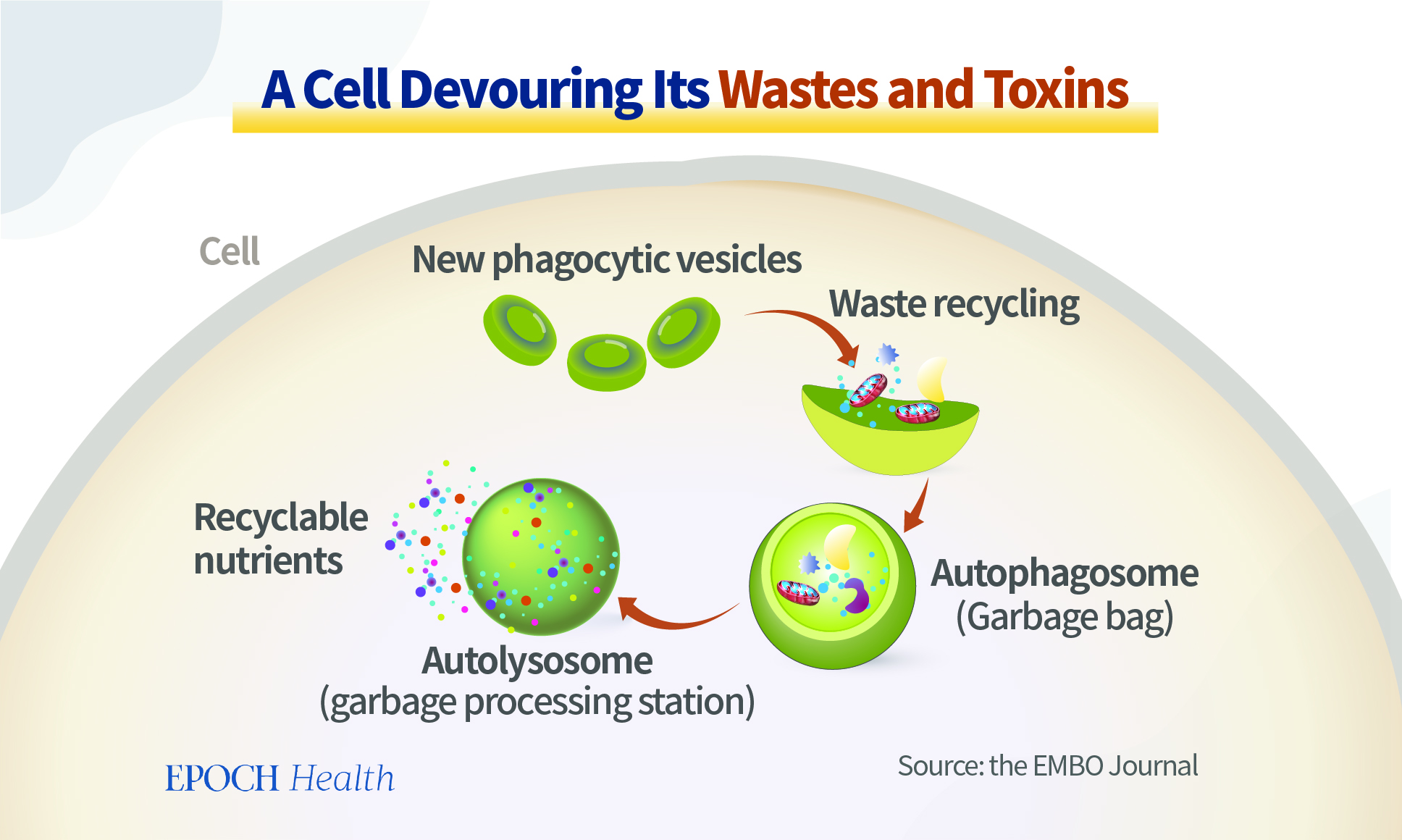 (Epoch Health. Nguồn: the EMBO Journal)