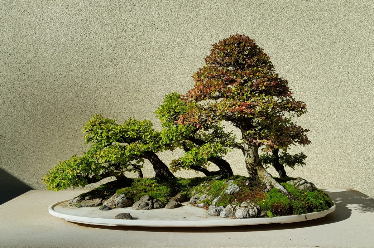 “Hòn non bộ” Cây Du Trung Quốc (Ulmus parvifolia) được nghệ nhân Triệu Thanh Tuyền (Qingquan Zhao) sáng tạo vào đầu những năm 1980. (Ảnh: Đăng dưới sự cho phép của Bảo tàng Bonsai Thái Bình Dương)