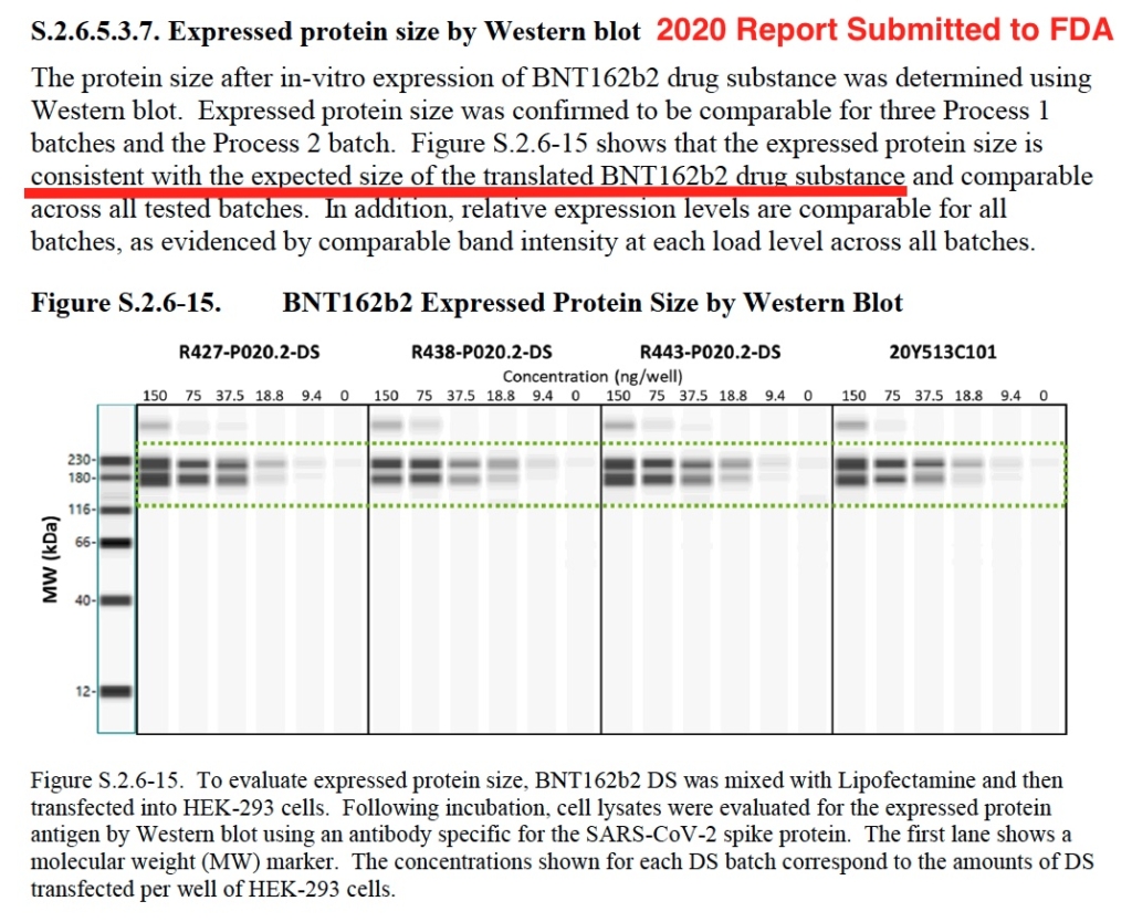 2020 Pfizer Western blot. (Ảnh: FDA)