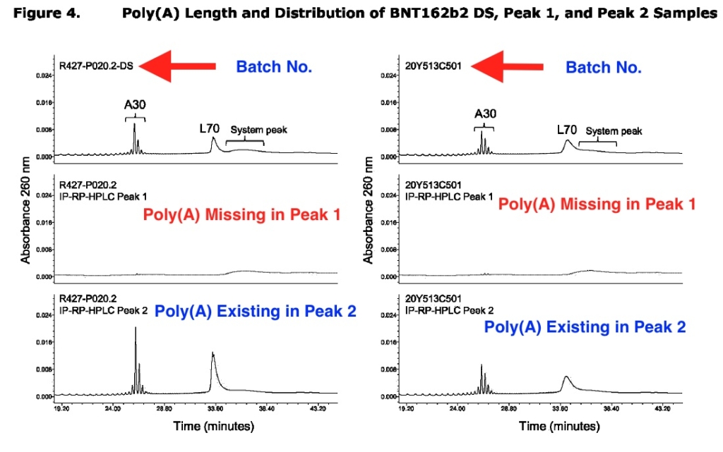 Peak 1 thiếu đuôi Poly(A). (Ảnh: EMA)