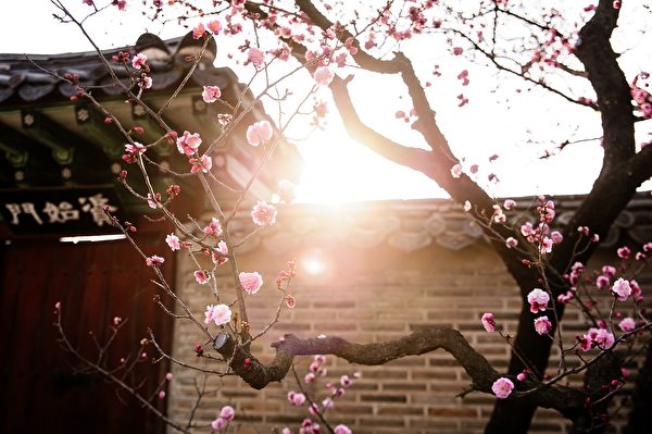 Lục Du dùng hoa mai để biểu thị khí tiết và tấm lòng ái quốc: Không có ý khổ sở tranh mùa xuân, một lòng gánh vác chịu tranh phần, rơi rụng thành bùn, nghiền thành bụi, chỉ có hương thơm vẫn như xưa. (Ảnh: Pixabay).