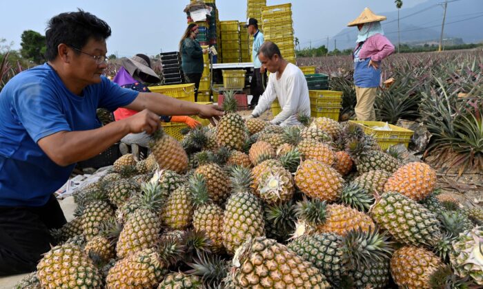 Các nông gia đang thu hoạch dứa ở huyện Bình Đông (Pingtung), Đài Loan, vào ngày 16/03/2021. (Ảnh: SAM YEH/AFP/Getty Images)