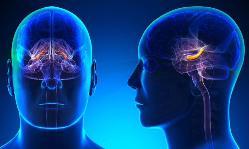 Hồi hải mã (Hippocampus) của não là một phần của hệ viền (limbic system) đóng vai trò quan trọng trong trí nhớ ngắn hạn, trí nhớ dài hạn, trí nhớ không gian giúp định hướng, và hành vi cảm xúc. (Ảnh: decade3d - anatomical online/Shutterstock)