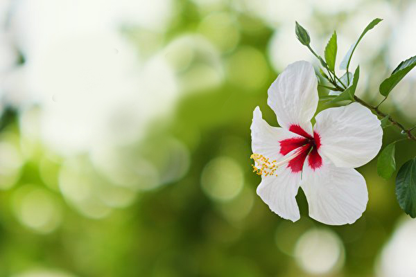 Người xưa không đón mừng ngày Hạ chí, đằng sau tiết khí này ẩn chứa ý nghĩa gì?