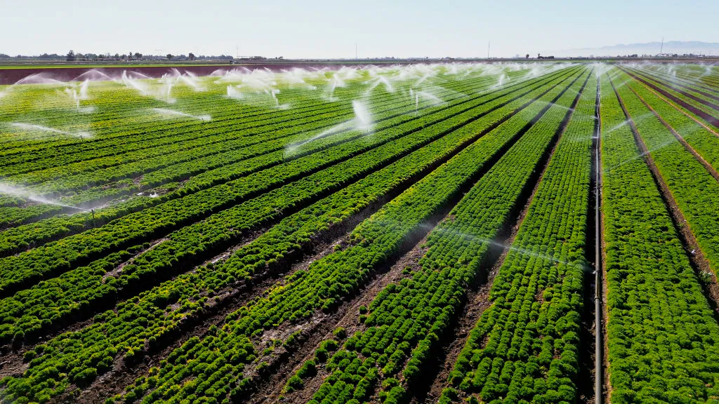 Một cánh đồng rau xà lách đang được tưới nước ở Holtville, California, hôm 09/02/2023. (Ảnh: Sandy Huffaker/AFP qua Getty Images)