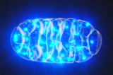 Điều gì gây nên bệnh tâm thần?  (Ảnh: (Steven McDowell/Shutterstock)