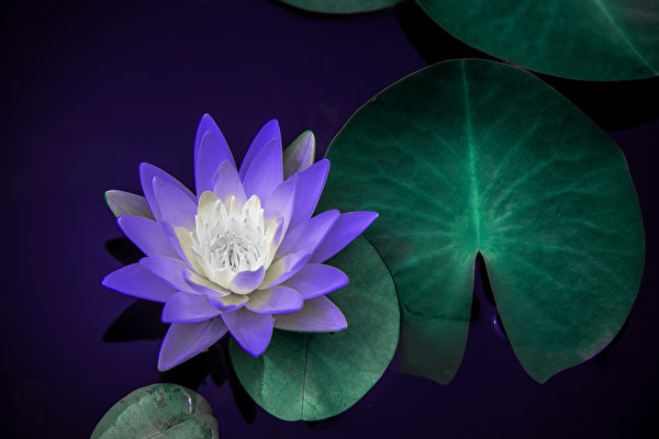 Hoa sen. (Ảnh:Shutterstock）
