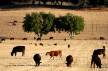 Chăn thả gia súc gần Ojai, California, vào ngày 21/06/2022. (Ảnh: Mario Tama/Getty Images)