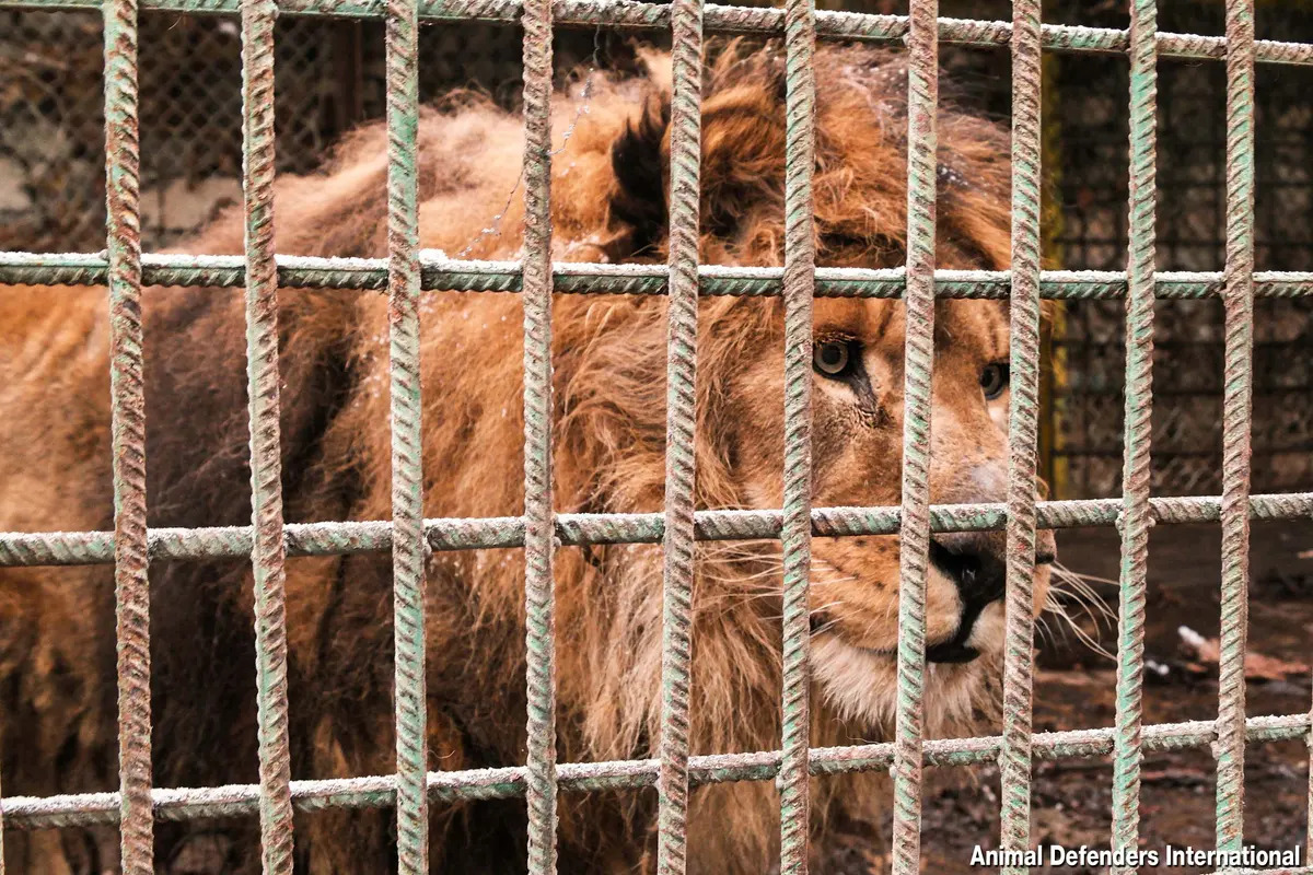 Ruben bị nuôi nhốt trong chiếc lồng nhỏ hẹp này suốt 15 năm. (Ảnh do Animal Defenders International cung cấp)