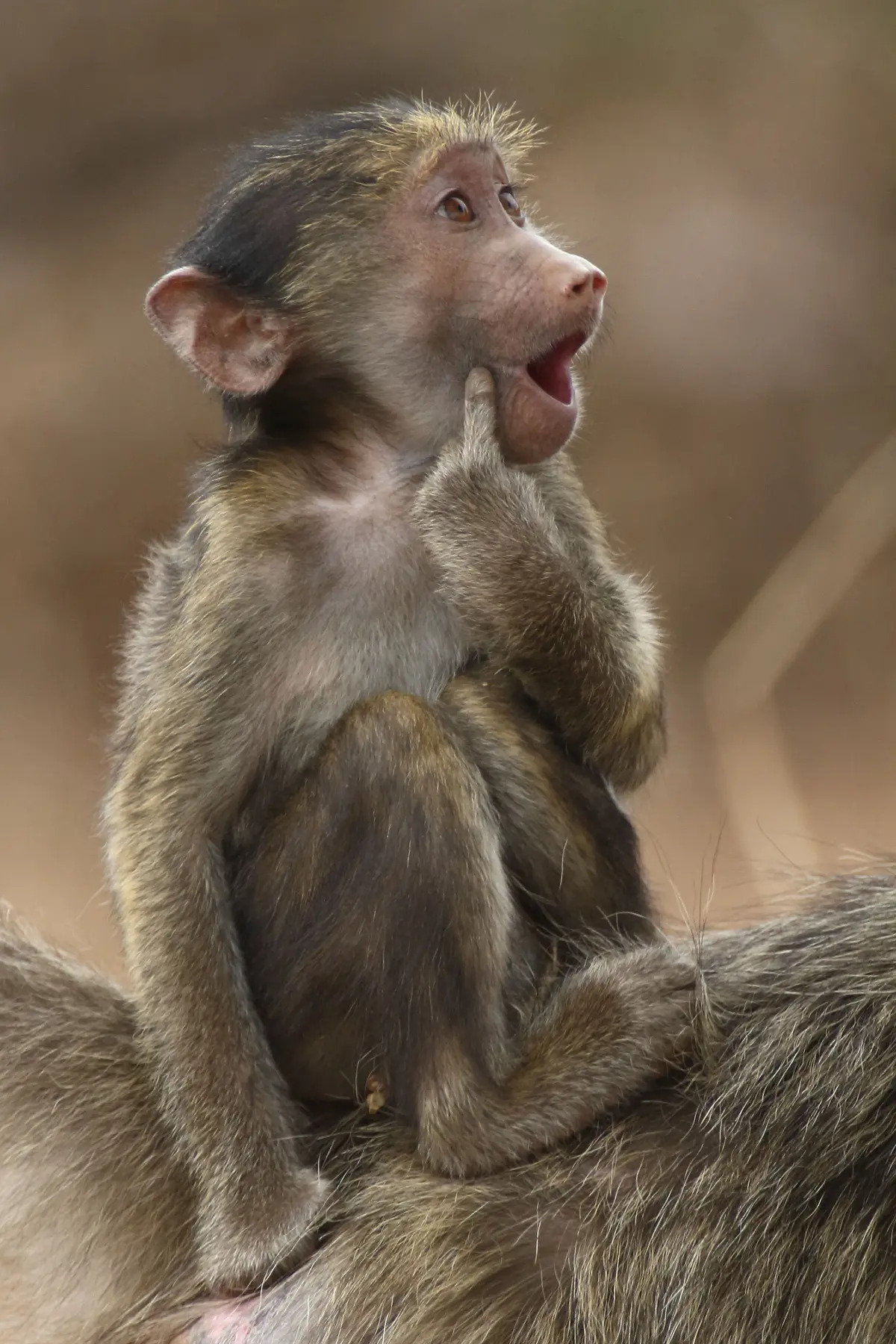 Chỉ hôn một chút thôi! (Ảnh: Brigitte Alcalay Macron/Comedy Wildlife Photography Awards 2023)