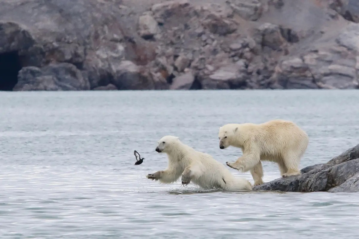 Chuẩn bị! Lên! (Ảnh: Brigitte Alcalay Macron/Comedy Wildlife Photography Awards 2023)