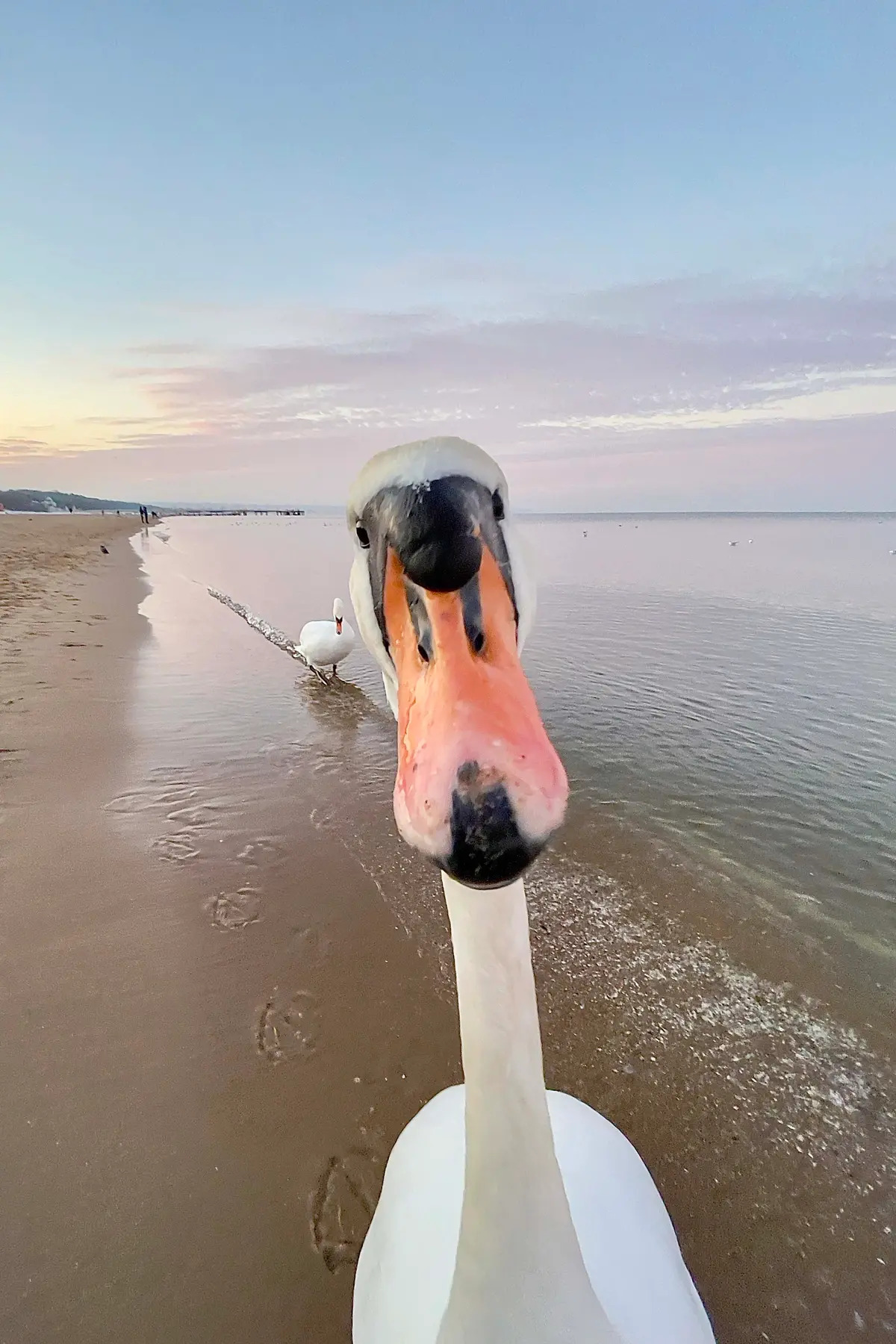 Chụp ảnh selfie. (Ảnh: Jaroslaw Kolacz/Comedy Wildlife Photography Awards 2023)
