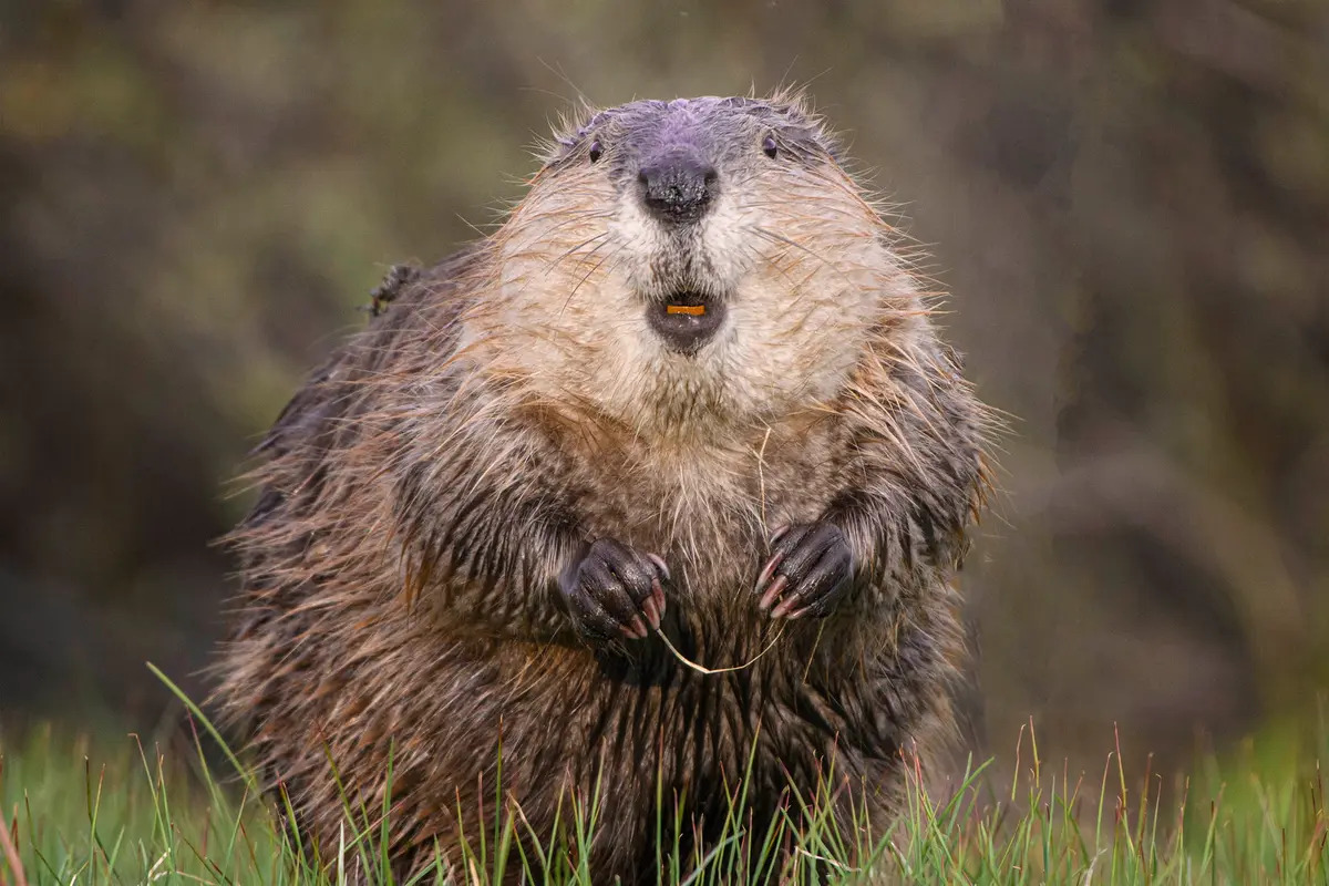Hải ly dùng chỉ nha khoa. (Ảnh: Jorn Vangoidtsenhoven/Comedy Wildlife Photography Awards 2023)