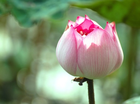 Hoa sen. (Ảnh: Vương Gia Ích/Epoch Times)