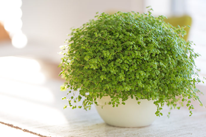 Cây Nước Mắt Trẻ Con (Pilea depressa Baby Tears) có những chiếc lá hình tròn màu xanh xám nhỏ vừa tinh xảo vừa lung linh.（Ảnh: Shutterstock）