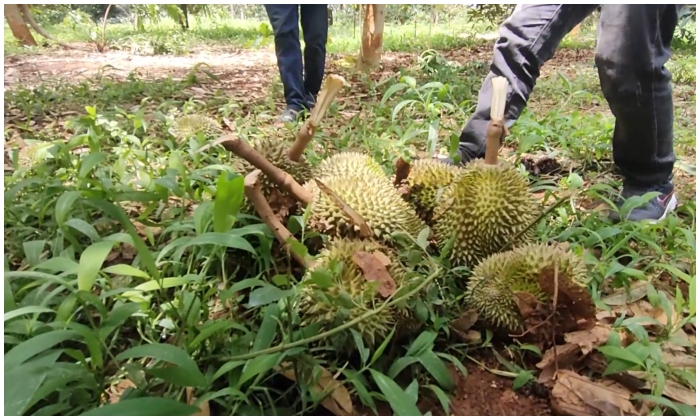 sầu riêng Việt