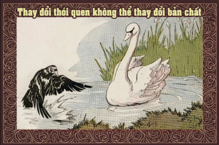 Truyện ngụ ngôn Aesop: Quạ đen và Thiên Nga