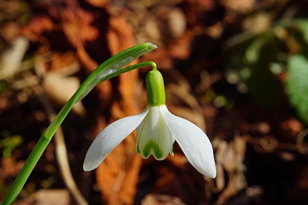 Quý Văn Tử ‘tam tư nhi hành’, ông là người có đức hạnh lớn! (Ảnh: Pixabay)