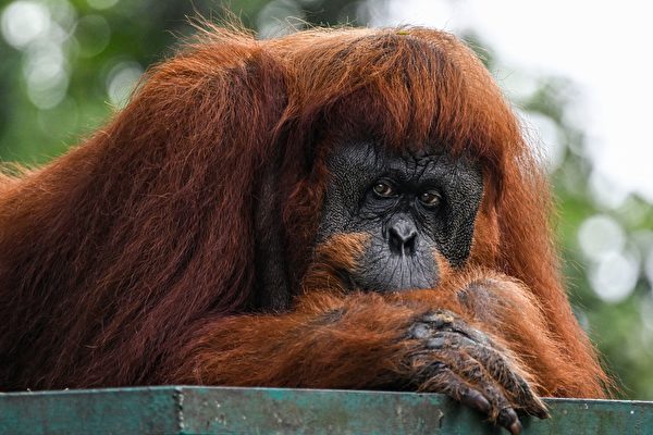 Hy hữu: Đười ươi Indonesia biết dùng thảo dược để chữa lành vết thương