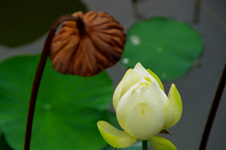 Thầy thuốc kể chuyện: Ai quét sạch hàng vạn hộc bụi trong lồng ngực