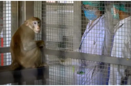 Việt Nam xuất cảng khỉ sống sang Trung Quốc