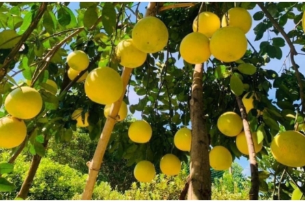 Việt Nam: Xuất cảng rau quả đạt gần 4 tỷ USD, tin vui với trái bưởi tươi