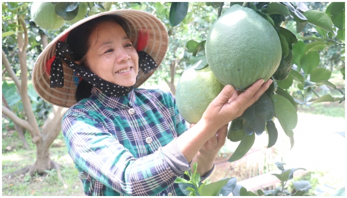 bưởi da xanh